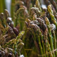 Photo of many bunches of asparagus