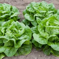 Photo of four heads of lettuce growing in a garden