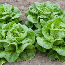 Photo of four heads of lettuce growing in a garden