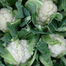 Photo of cauliflower