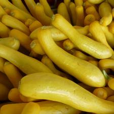 Photo of many yellow zucchini