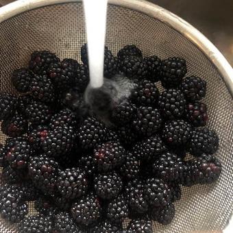 Washing blackberries