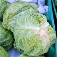 Photo of several heads of cabbage