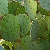 Photo of cactus leaves