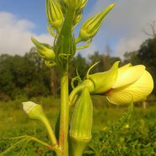 Photo of an okra plant