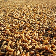 Photo of different types of grains