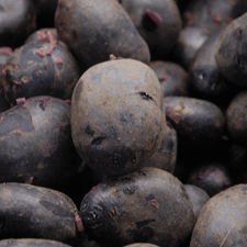 Photo of many purple potatoes