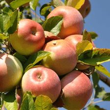 Photo of apples on a tress