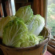 Photo of several heads of cabbage in a basket in front of a window
