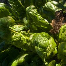 Photo of spinach growing in a garden