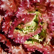Photo of a head of red leaf lettuce
