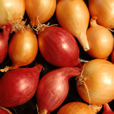 Photo of many onions