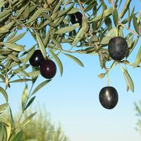 Photo of olives on a tree