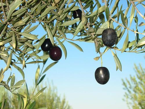 Photo of olives on a tree