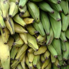 Photo of unripe plantains
