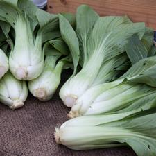 Photo of seven bunches of bok choy