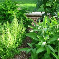 Photo of several types of herbs growing in a garden