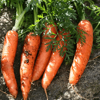 Photo of five carrots that have just been pulled out of the ground