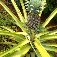 Photo of a pineapple before being picked off the stem
