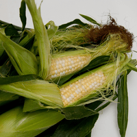 Photo of two ears of corn, half opened