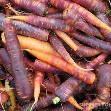 Photo of purple carrots