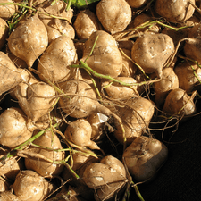 Photo of many jicama