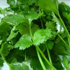 Close-up photo of a bunch of cilantro