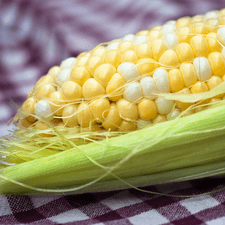 Photo of one ear of corn, with most of the husk removed