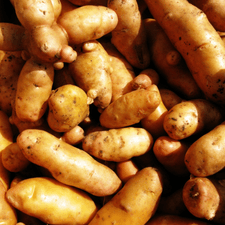 Photo of many potatoes