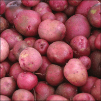 Photo of many red potatoes