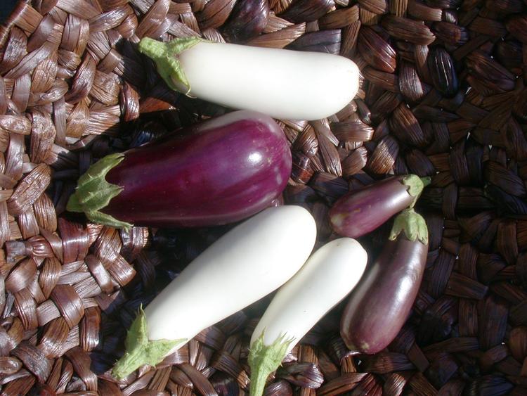 Photo of three white eggplants and three purple eggplants