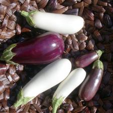 Photo of three white eggplants and three purple eggplants