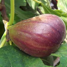 Photo of a black fig on a plant
