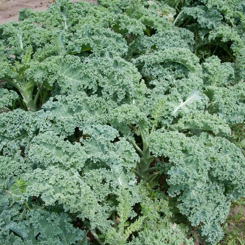 Photo of several bunches of kale