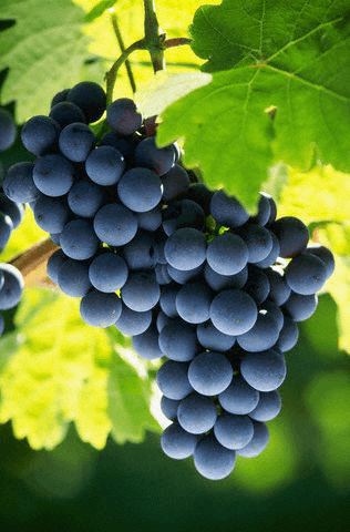 Photo of a bunch of purple grapes on a vine