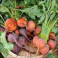 Photo of several bunches of beets in a basket