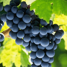 Photo of a bunch of purple grapes on a vine