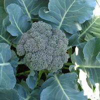 Photo of a head of broccoli growing in a garden