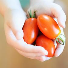Photo of several roma tomatoes in outstretched hands