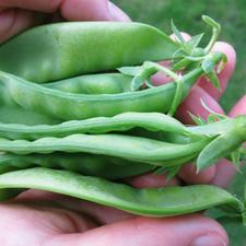 Photo of several snow peas in someone's hands