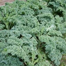 Photo of several bunches of kale