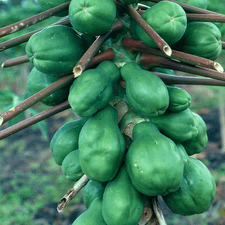 Photo of many papayas growing on a tree