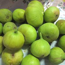 Photo of green figs