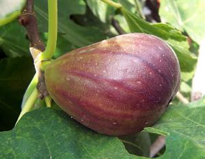 Photo of a black fig on a plant