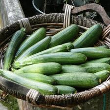 Photo of many zucchini in a basket