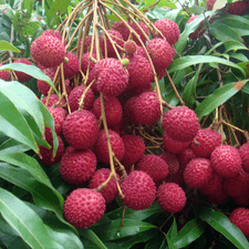 Photo of a bunch of lychee fruit on a tree