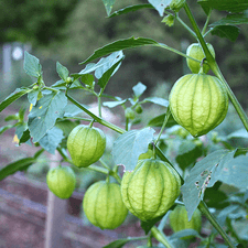 Photo of several tomatillos growing on a plant