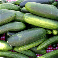 Photo of many cucumbers