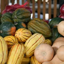 Photo of several different types of winter squash