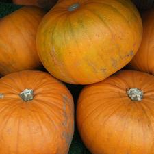 Photo of five whole pumpkins